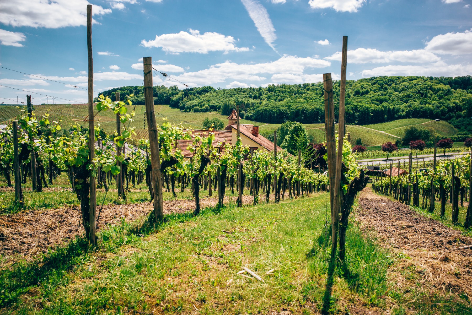 Moselle valley vineyards of Luxembourg